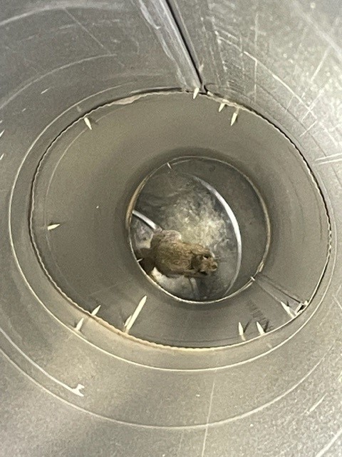 Squirrels in Ventilation